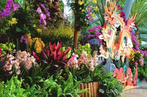 龙年新植物爆料视频,揭秘神秘龙年植物家族的绿色传奇 第2张 龙年新植物爆料视频,揭秘神秘龙年植物家族的绿色传奇 第2张